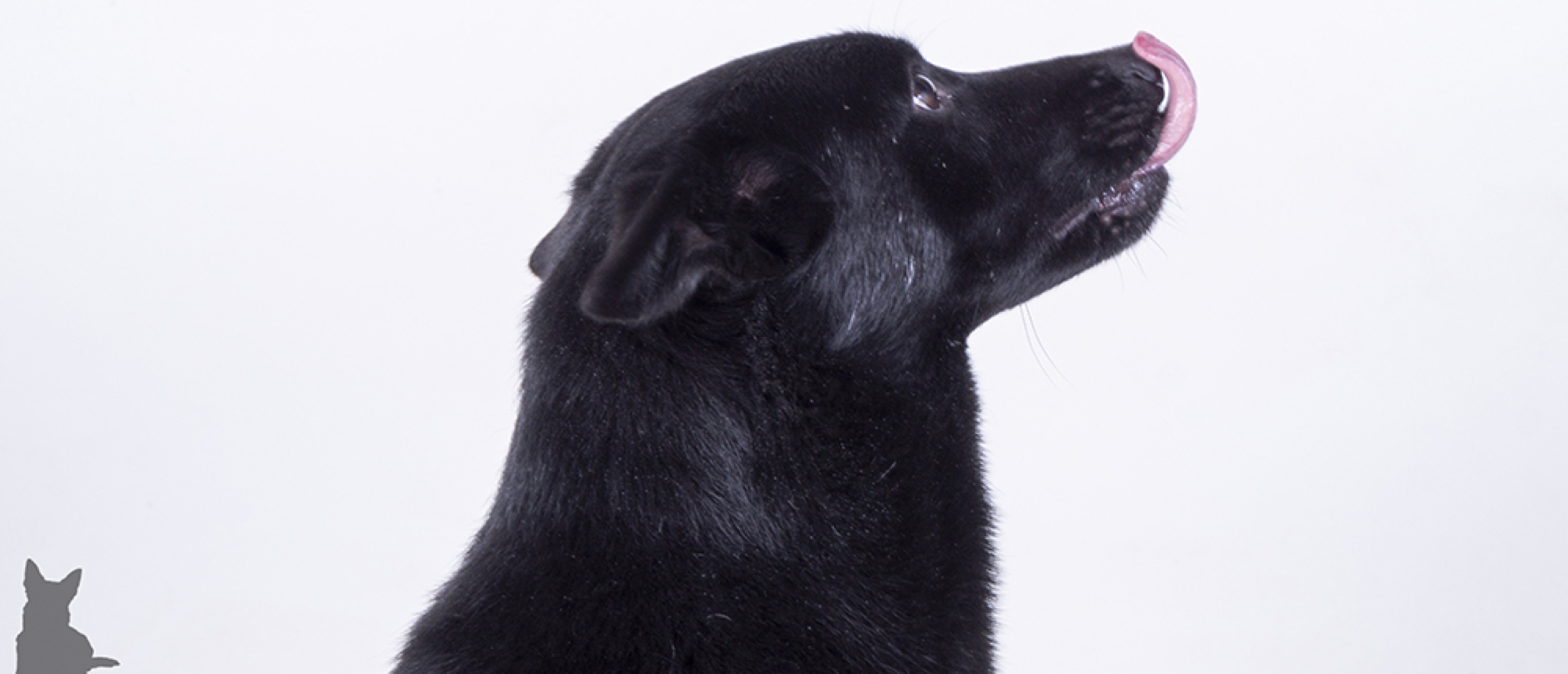 5 vragen over stress-signalen bij honden