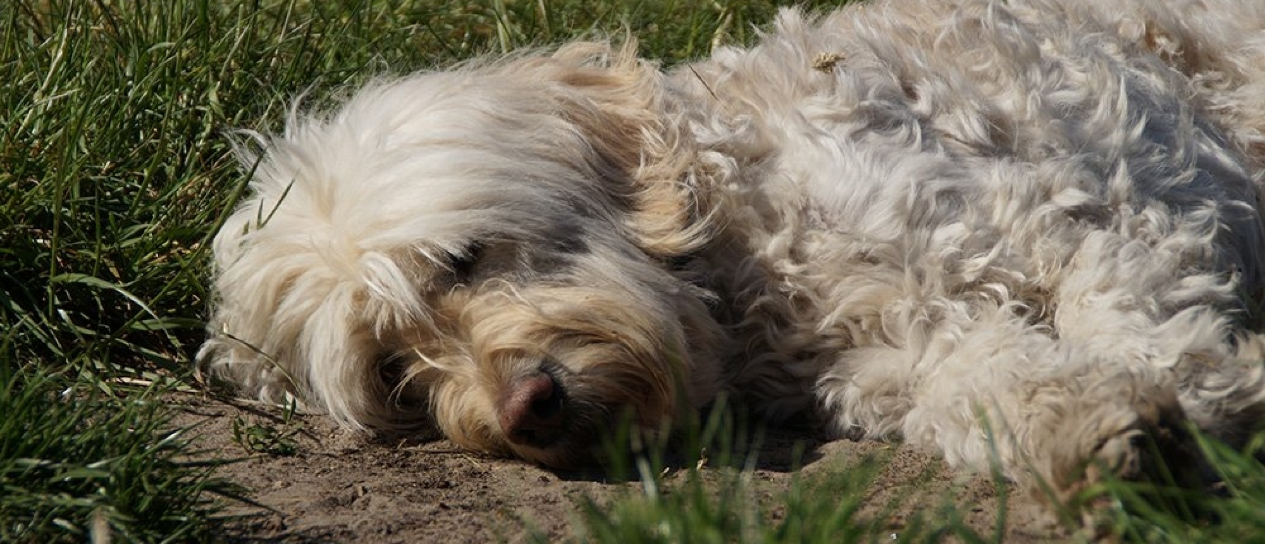 Rust voor je hond