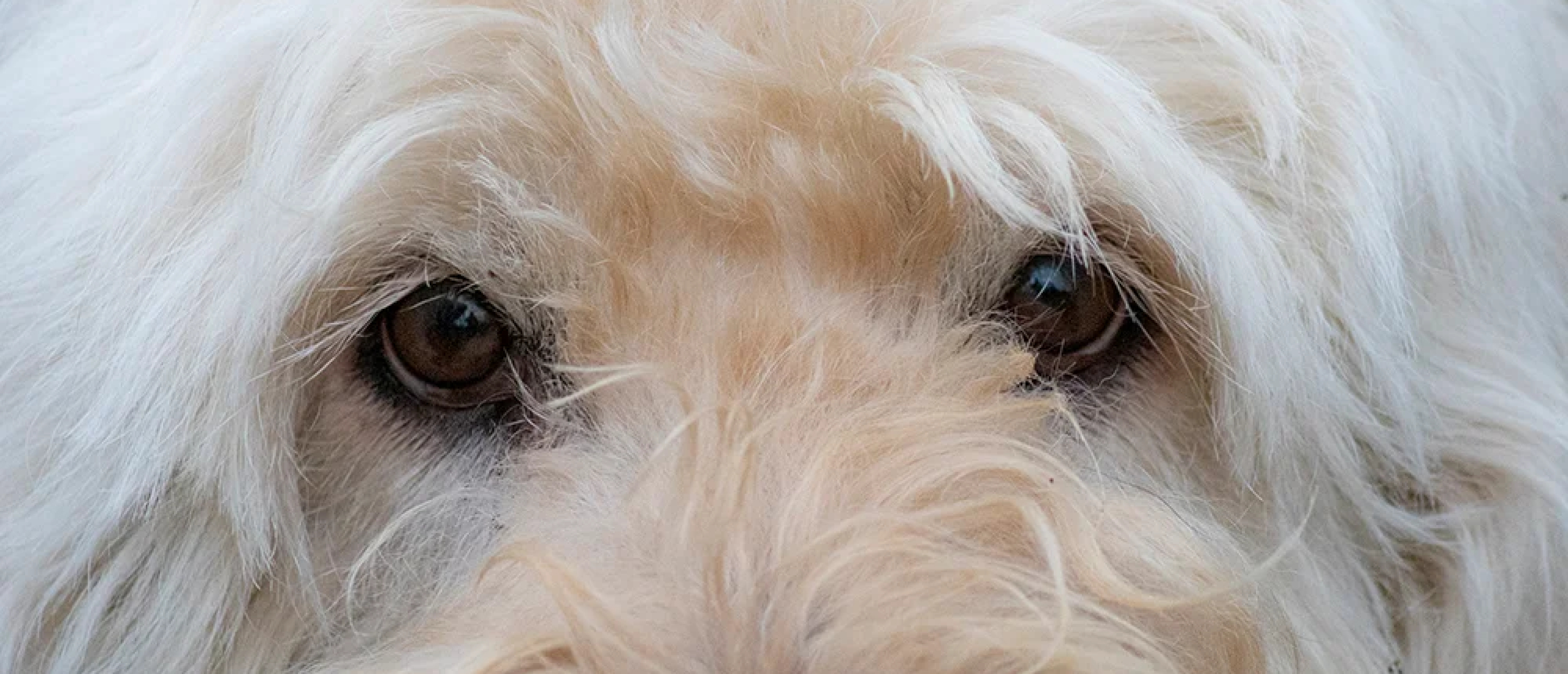 Wat zeggen honden met hun ogen?