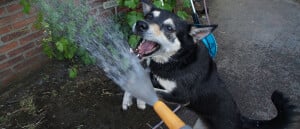 5 s zomerse activiteiten voor je hond