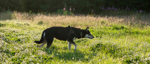 5 redenen om er elke dag met je hond op uit te gaan