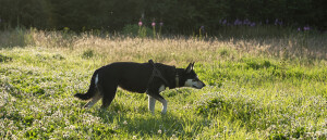 Wandelen bij de Uiterste Stuiver (Dongen)