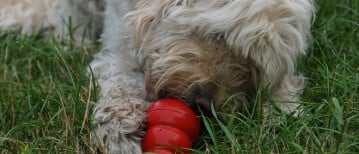 Doen met je hond: KONG-ijsje voor je hond