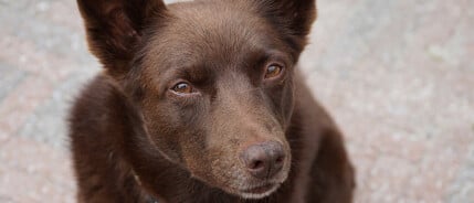 Waarom is zalmolie goed voor honden?