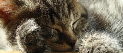 Waarom slapen de meeste katten zoveel?
