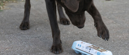 Doen met je hond: Eierdoos