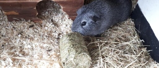 Een donatie voor Stichting Cavia Nijkerk!