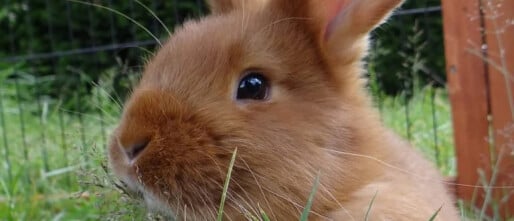 Gras voor cavias en konijnen