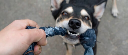 Doen met je hond: gevlochten flos van spijkerbroek