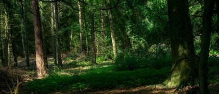 Wandelen bij Het Wandelbos (Tilburg)