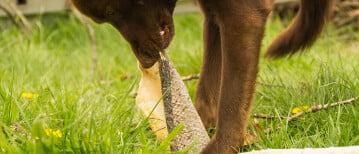 Waarom is kauwen zo belangrijk voor honden?