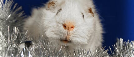 Kerstactie 2019: welk goed dierendoel gun jij een extra mooie kerst?