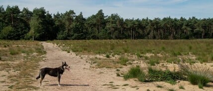 Wandelen bij Boswachterij Dorst, Seterse Bergen (Dorst)