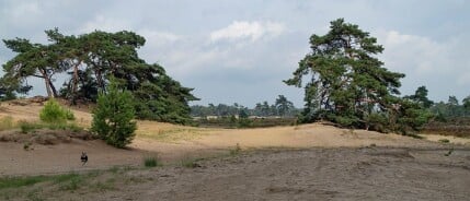 Wandelen bij de Loonse en Drunense Duinen, de Roestelberg (Kaatsheuvel)