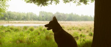 Wandelen bij Huis ter Heide, rode route (Tilburg/de Moer)