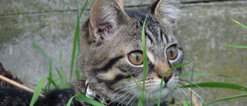 Blaasproblemen bij katten