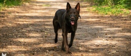 Muilkorf voor honden