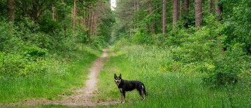 Wandelen bij Boswachterij Dorst, Frederiksbossen (Rijen)