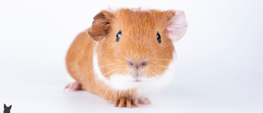 Mijn cavia leeft al zijn hele leven alleen. Heeft het nog wel zin om hem een maatje te geven?