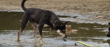 Mag mijn hond banaan?