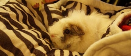 Help! Mijn cavia wordt maar niet tam