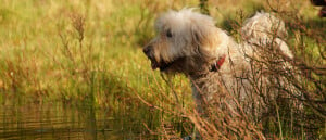 5 wandeltips voor je hond met warm weer