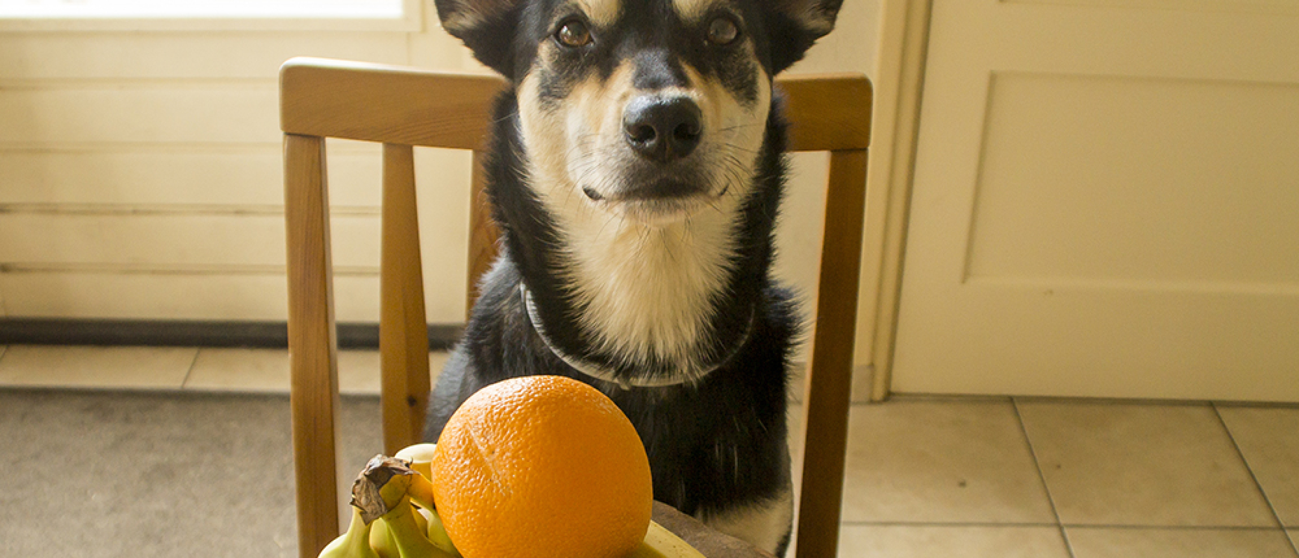 Fruit voor je hond? 4 redenen om fruit te geven