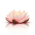 mindfulness en reiki