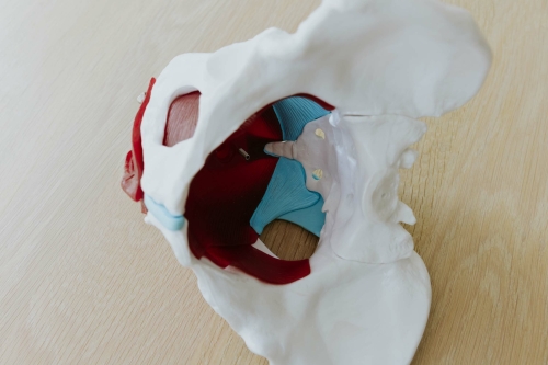 Bekkenfysiotherapie voor urineverlies, verzakking, pijnlijke knip, totaal ruptuur