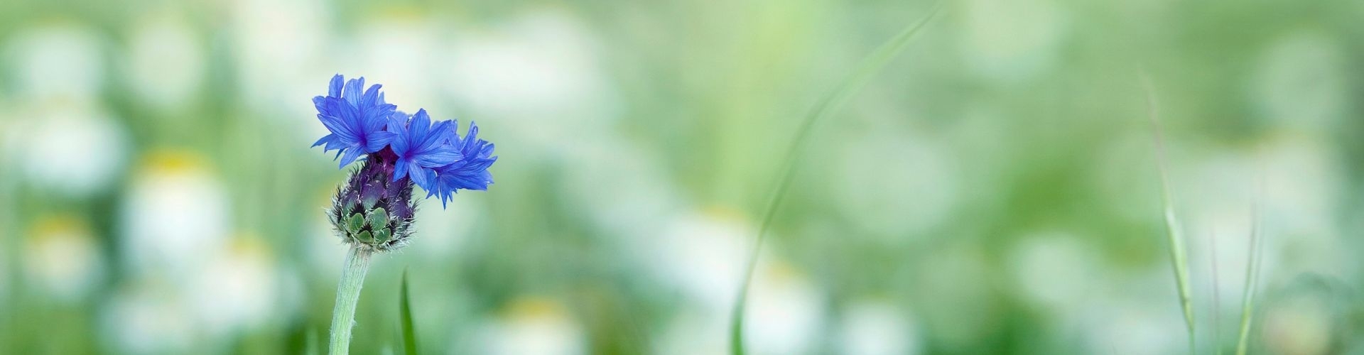 Core lichaamswerk therapie hechtingstherapie psychotherapie core energetica