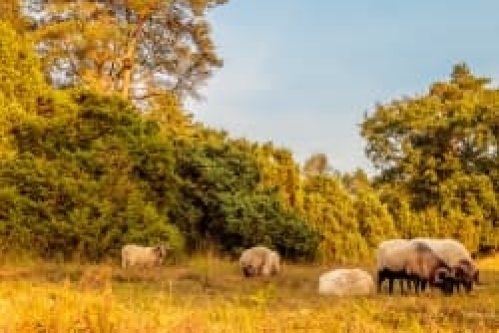 Rust en Ruimte in Drenthe - Natuur - Dalen