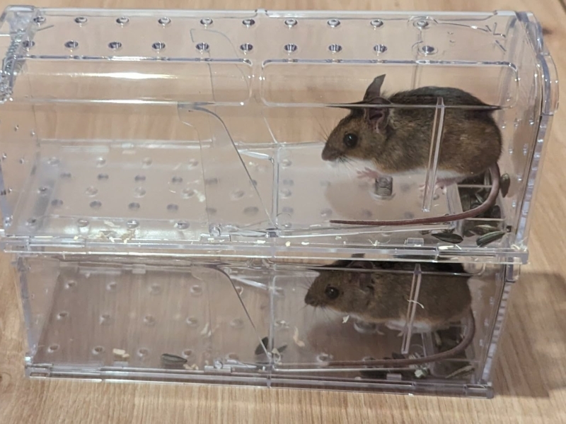 Muis vastgehouden in een MouseBuddy diervriendelijke val