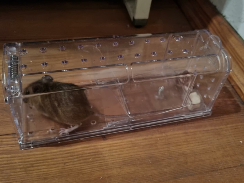 Veilige vangst van een muis met MouseBuddy val