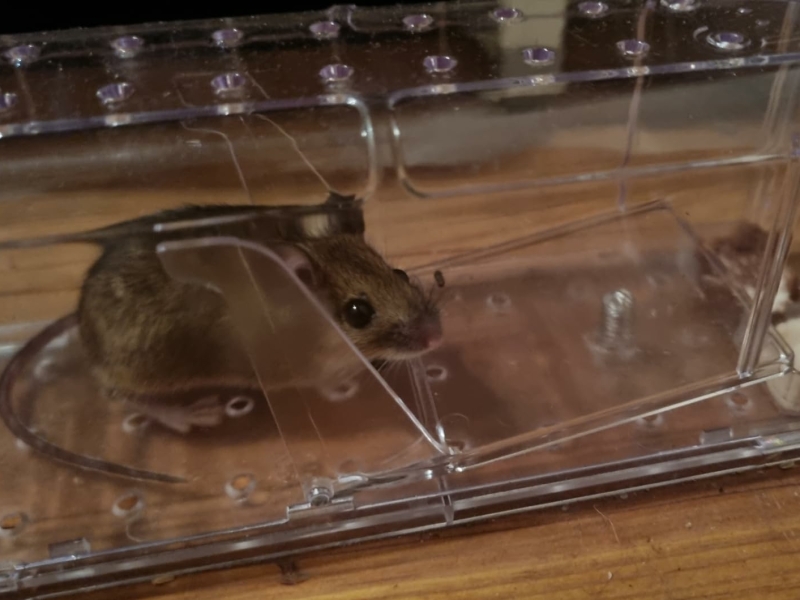 Effectieve vangst van muis met MouseBuddy muizenval