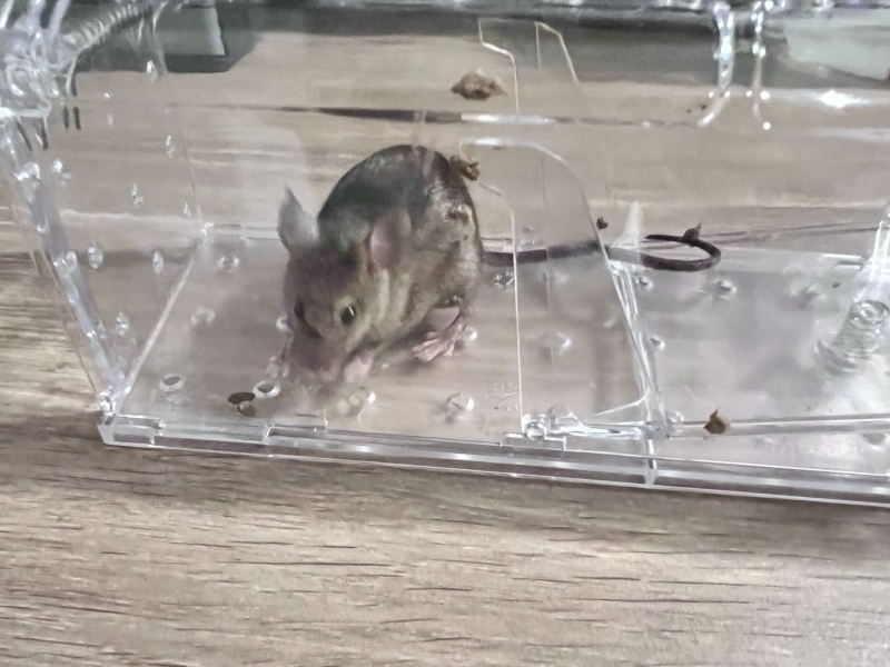 MouseBuddy muizenval vangt muis diervriendelijk