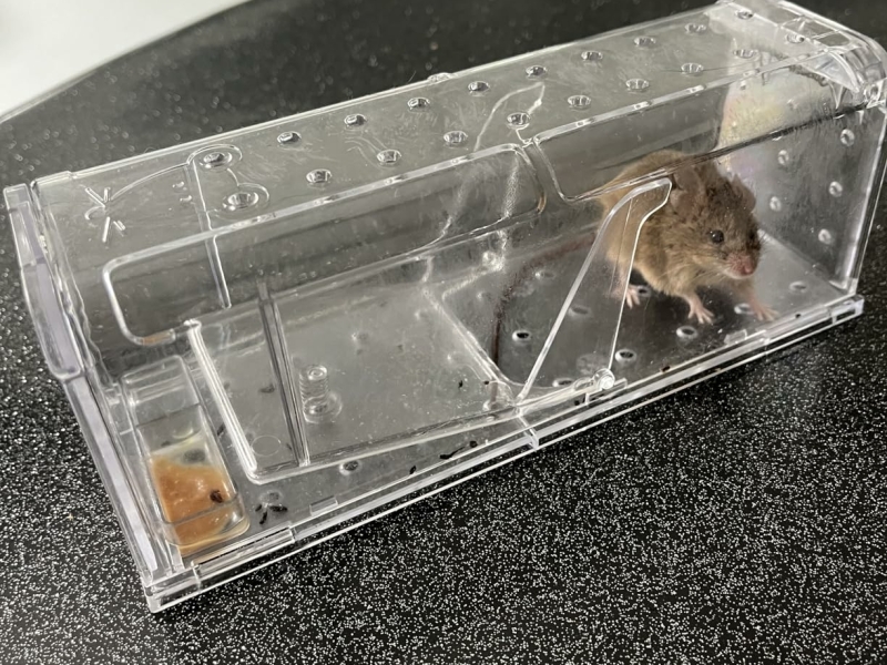 Humane muizenval van MouseBuddy houdt muis gevangen
