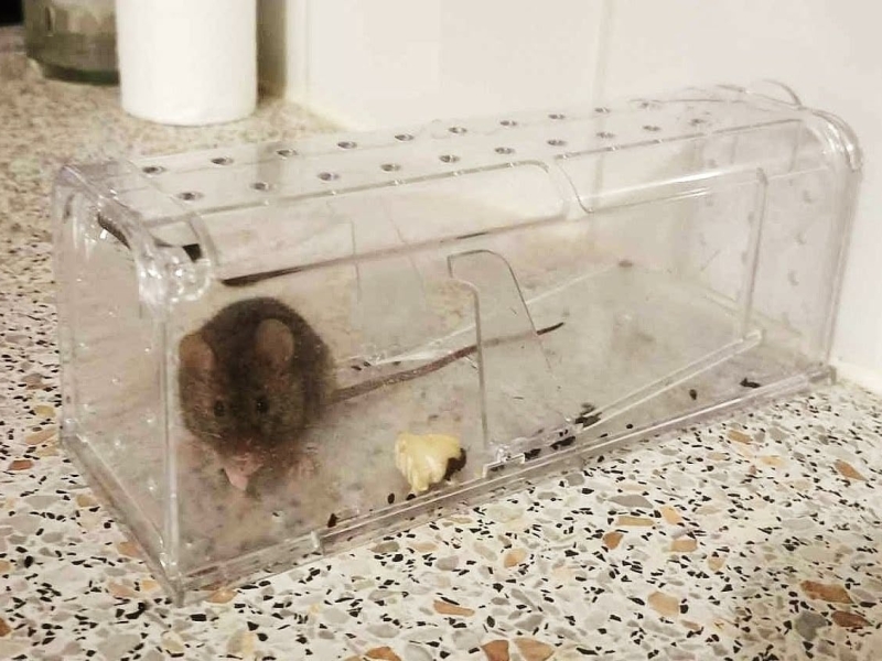 Levend gevangen muis in MouseBuddy muizenval