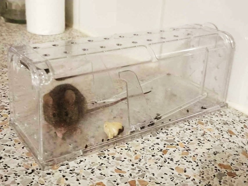 Levend gevangen muis in MouseBuddy muizenval