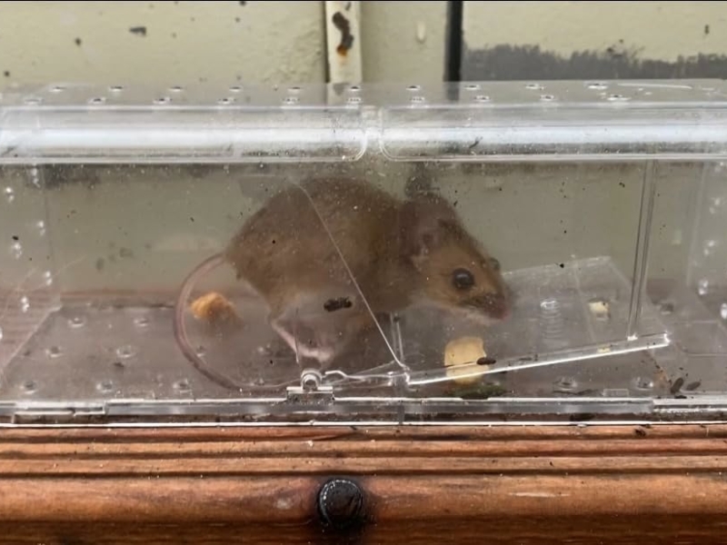 Muis gevangen en beschermd in een MouseBuddy muizenval