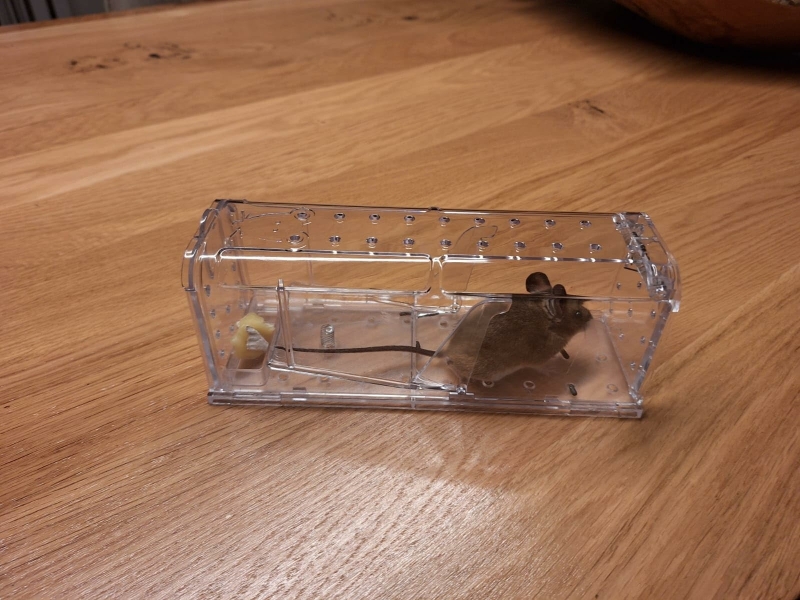 Diervriendelijke vangst van muis met MouseBuddy val