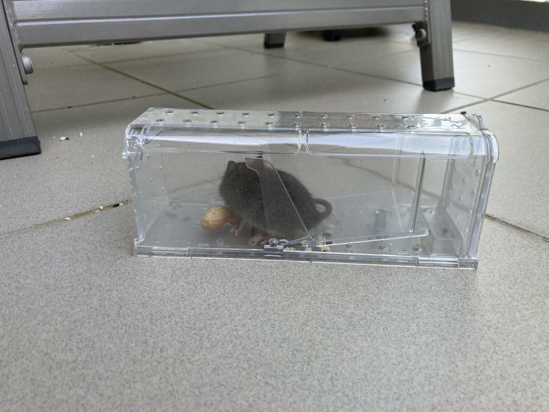 Veilige en humane vangst van muis met MouseBuddy muizenval