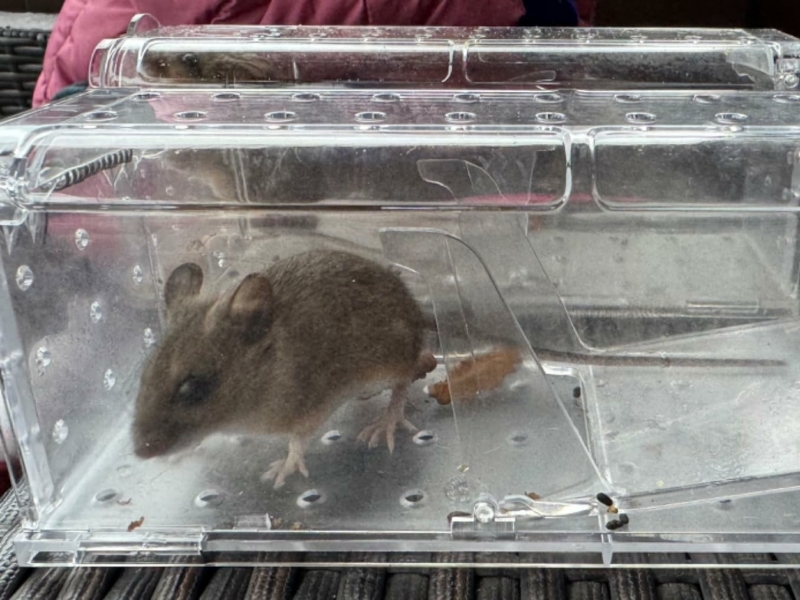 Muis veilig gevangen in een MouseBuddy muizenval