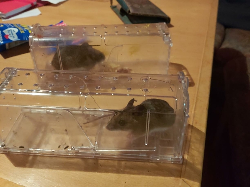 Diervriendelijke muizenval van MouseBuddy met gevangen muis