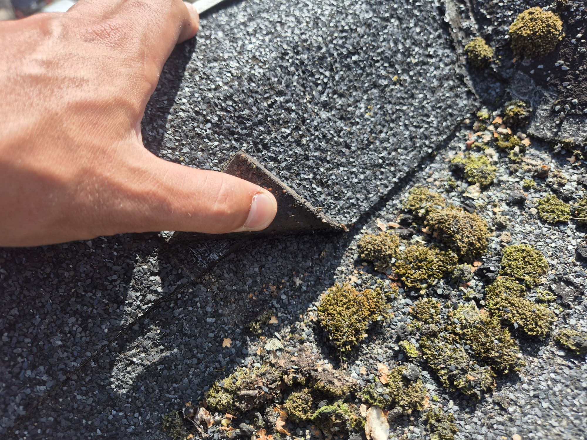 Groendak combineren met bitumen renovatie: duurzame oplossing voor dakvernieuwing