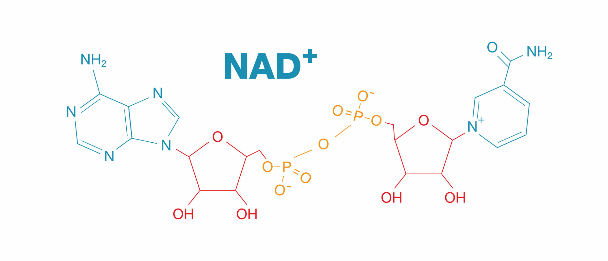 nad+ nad+