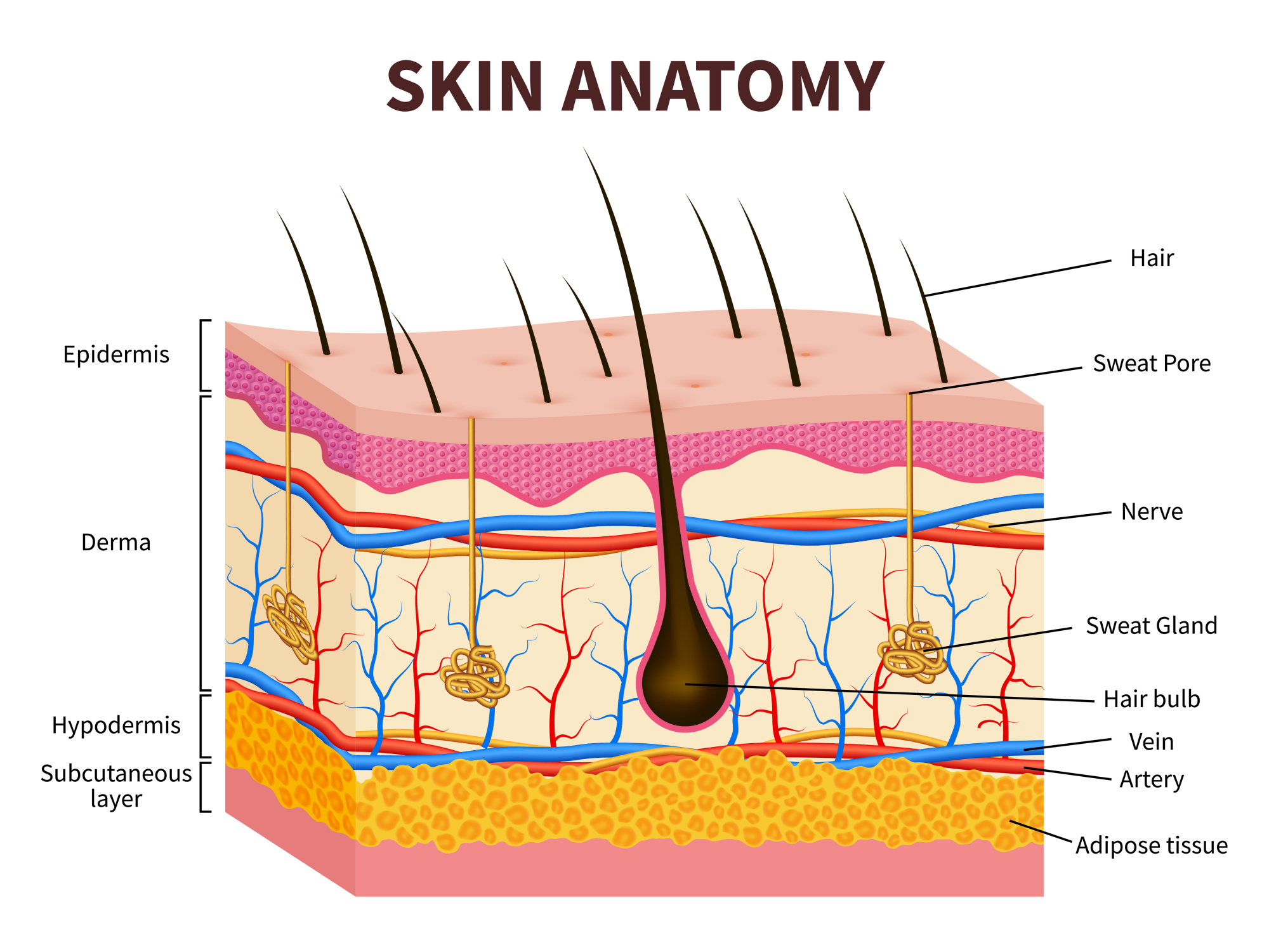 skin-anatomy