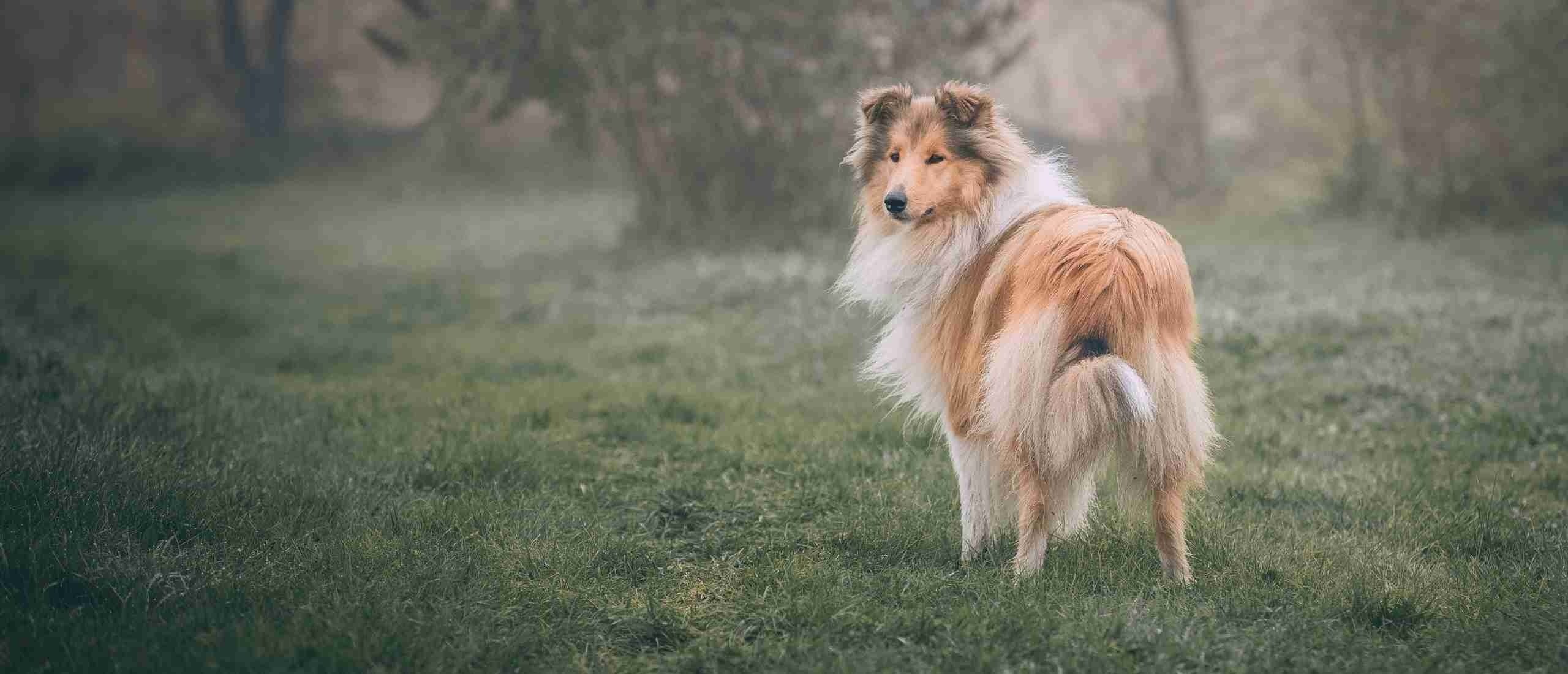 Urn voor honden: Een liefdevolle manier om afscheid te nemen van je trouwe viervoeter