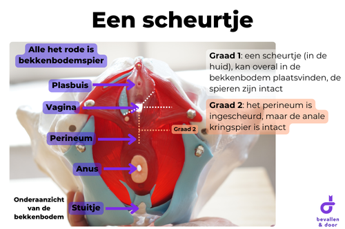 Bekkenbodemoefeningen