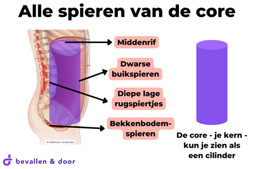 De core - buikspieren - rugspieren - bekkenbodem - middenrif