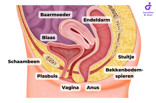 Bekkenbodemoefeningen na de bevalling - bekkenbodemspieren - blaas - baarmoeder – endeldarm-anatomie Bekkenbodemspieren